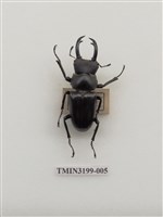 藏品(刀鍬形蟲)的圖片